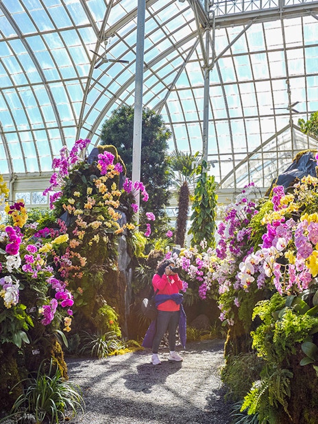 Visitor photographing vibrant orchids inside New York Botanical Gardens greenhouse.