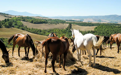 Horses grazing in the Tuscan countryside near Siena, Italy.