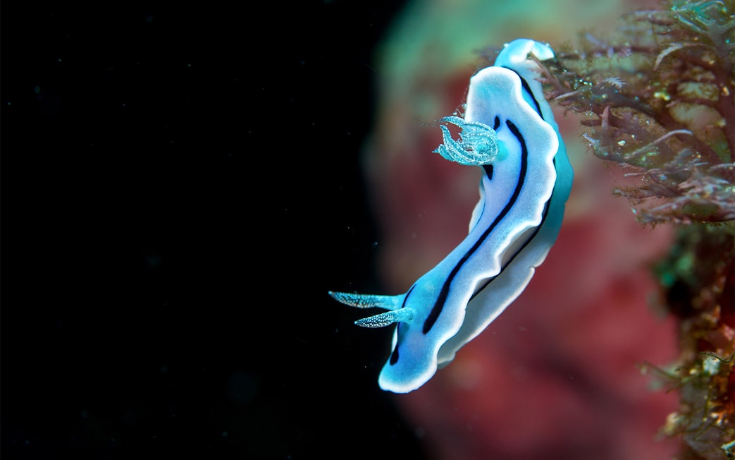 Blue and white nudibranch on a tropical reef in Indonesia.