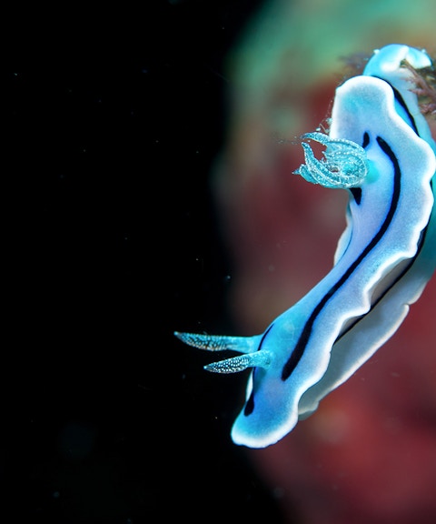 Blue and white nudibranch on a tropical reef in Indonesia.