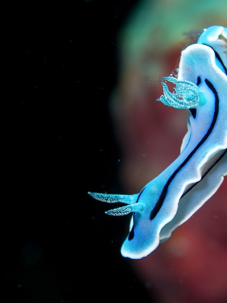Blue and white nudibranch on a tropical reef in Indonesia.