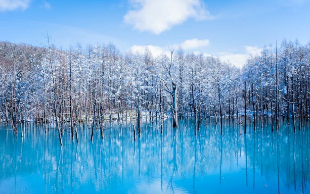 Biei Blue Pond in Hokkaido with snow-covered trees reflecting in the water.