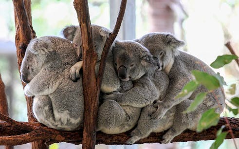 tickets to lone pine koala sanctuary-1