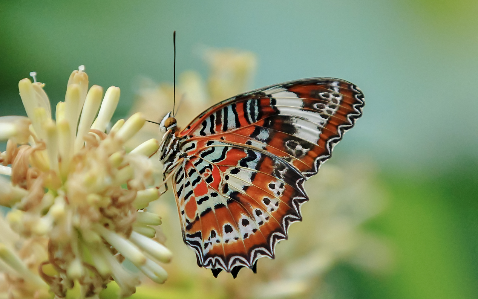 Australsk sommerfuglereservat	