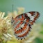 Australian Butterfly Sanctuary