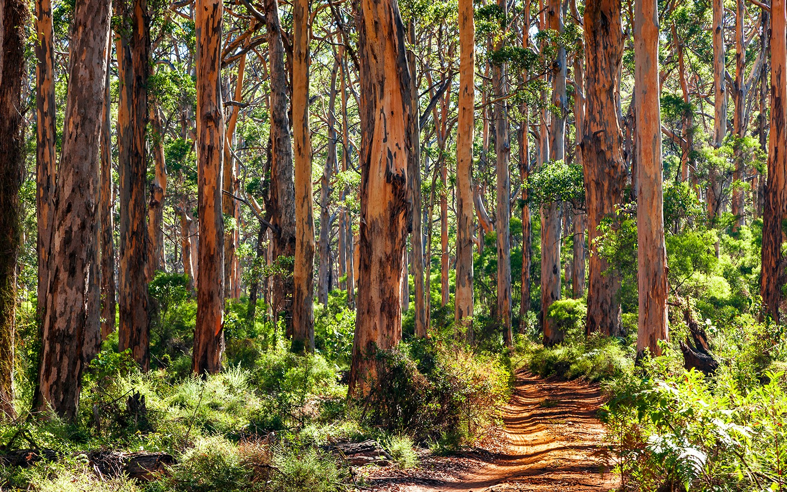 Karri Forest trail surrounded by tall eucalyptus trees in Western Australia.