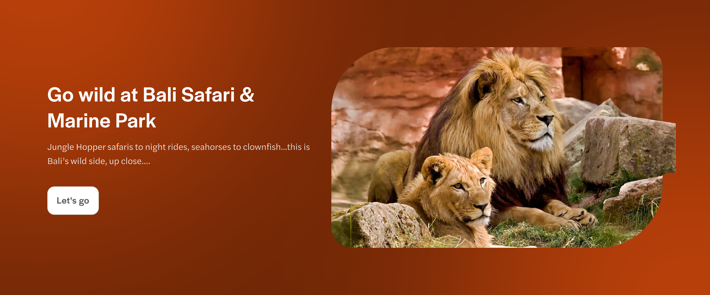Lions resting on rocks at Bali Safari and Marine Park.