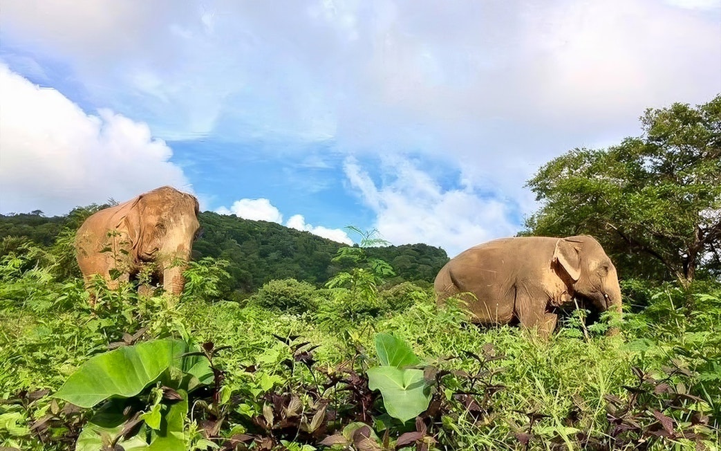 Elephants grazing in lush greenery at Elephant Jungle Sanctuary, Koh Samui.
