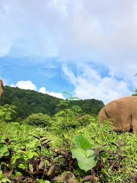 Elephants grazing in lush greenery at Elephant Jungle Sanctuary, Koh Samui.