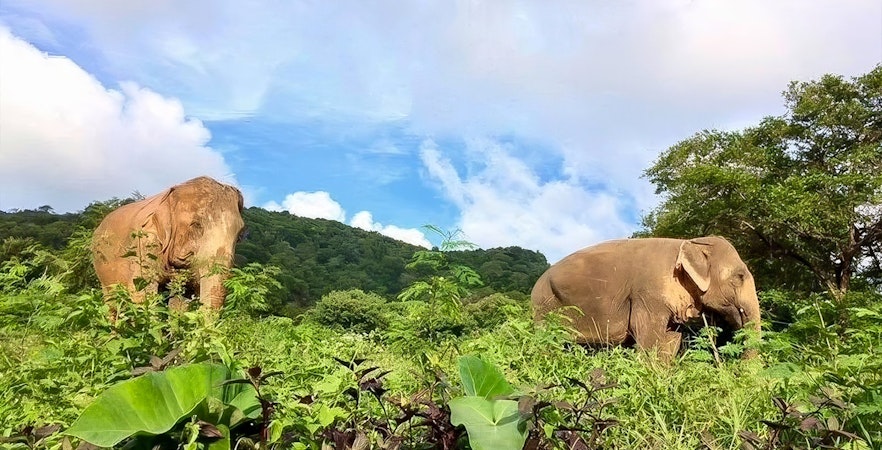 Elephants grazing in lush greenery at Elephant Jungle Sanctuary, Koh Samui.