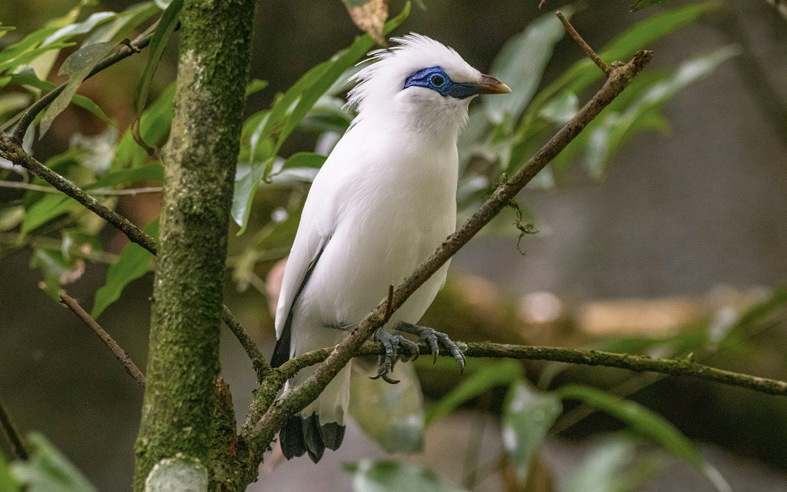 The Bali myna (Leucopsar rothschildi), also known as Rothschild's mynah, Bali starling, or Bali mynah, locally known as jalak Bali