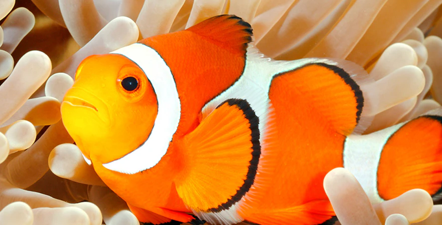 Clownfish nestled in coral