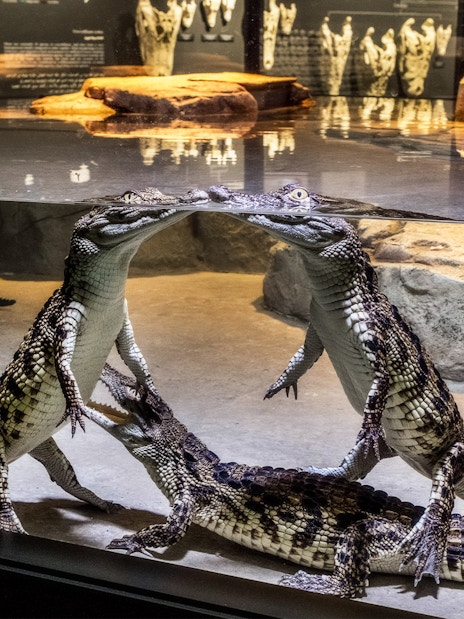 Young crocodiles interacting in an immersive aquarium exhibit.