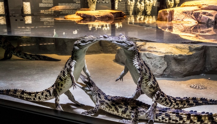 Crocodile Aquarium