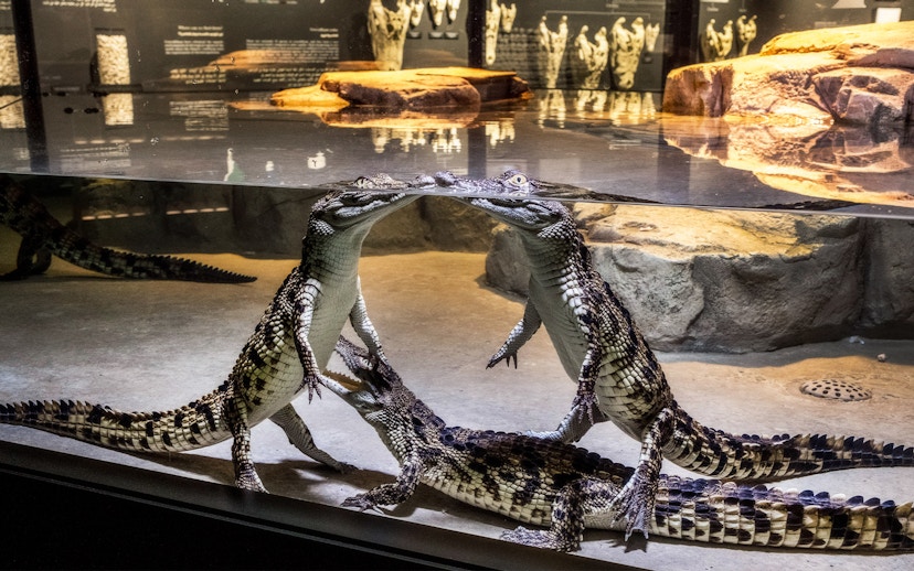 Young crocodiles interacting in an immersive aquarium exhibit.