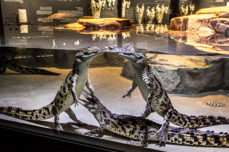 Crocodile Park Dubai