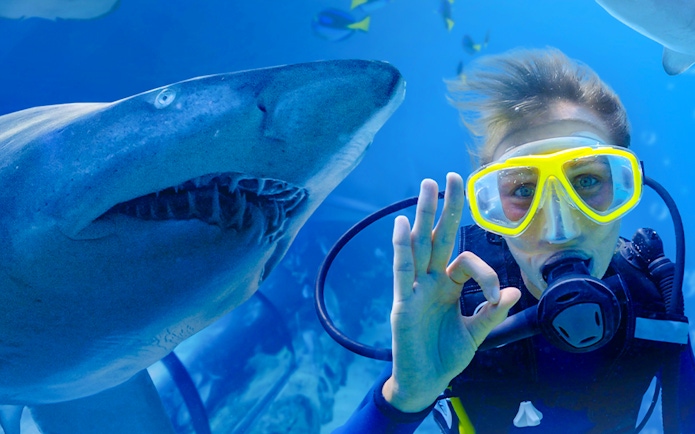 Diver giving OK sign next to shark at Shark Dive Xtreme, SEA LIFE Sydney.