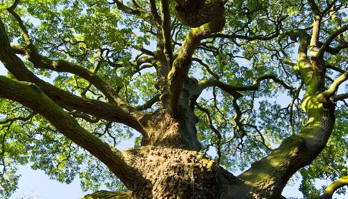 Oak Tree canopy