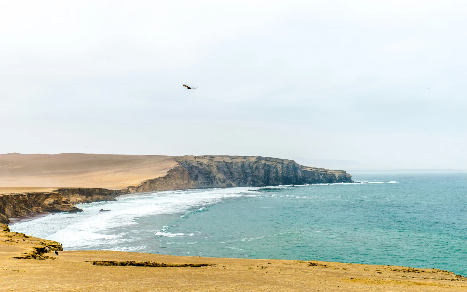 From Lima: Paracas Day Trip With Ballestas Islands Boat Tour, Dune Buggy & Sandboarding, Pisco Tasting & Lunch