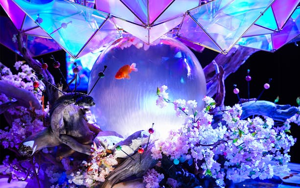 Goldfish in illuminated tank with cherry blossoms at Nara Kingyo Museum.