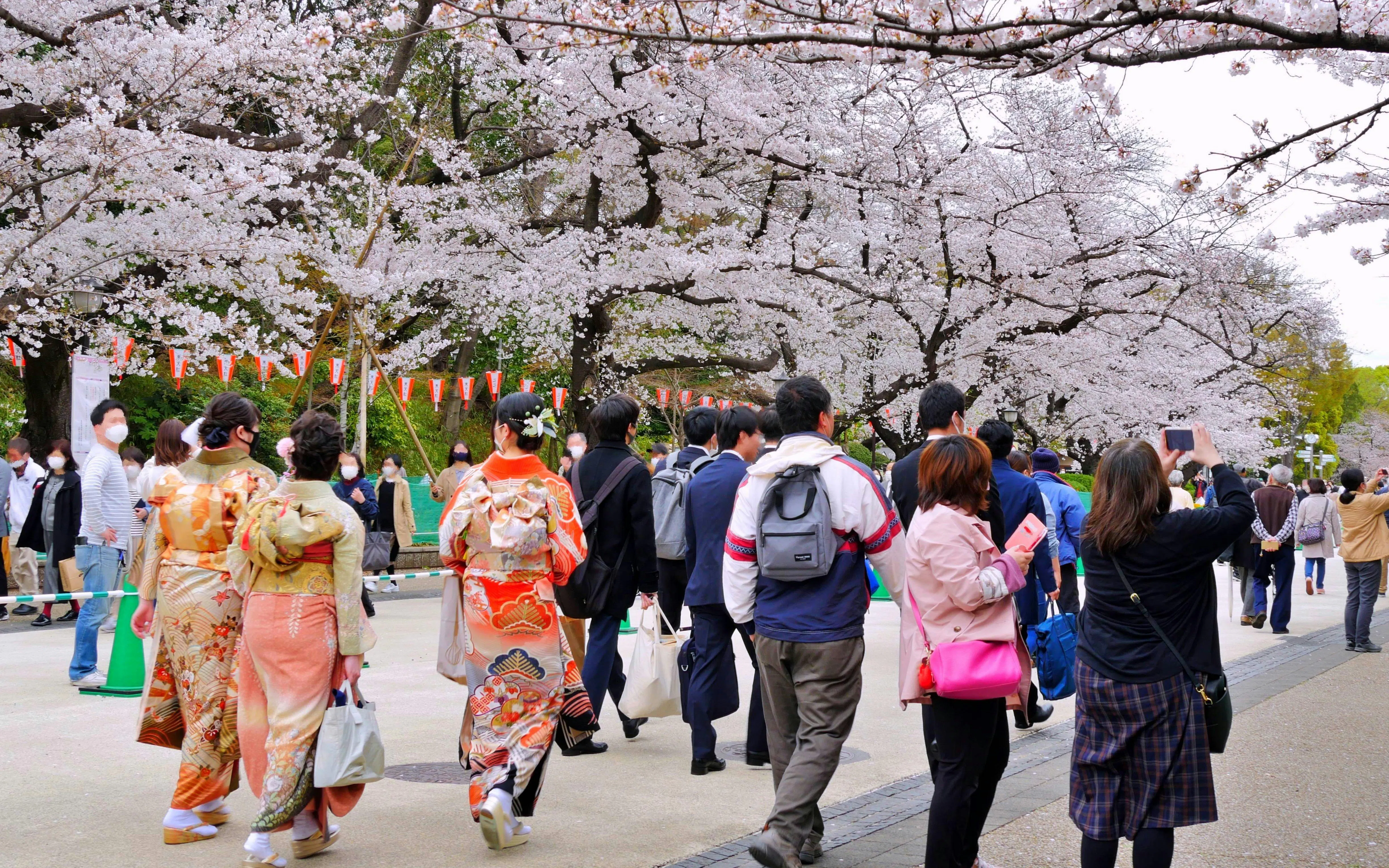 Crowd enjoying cherry blossoms at Ueno Park, Tokyo.