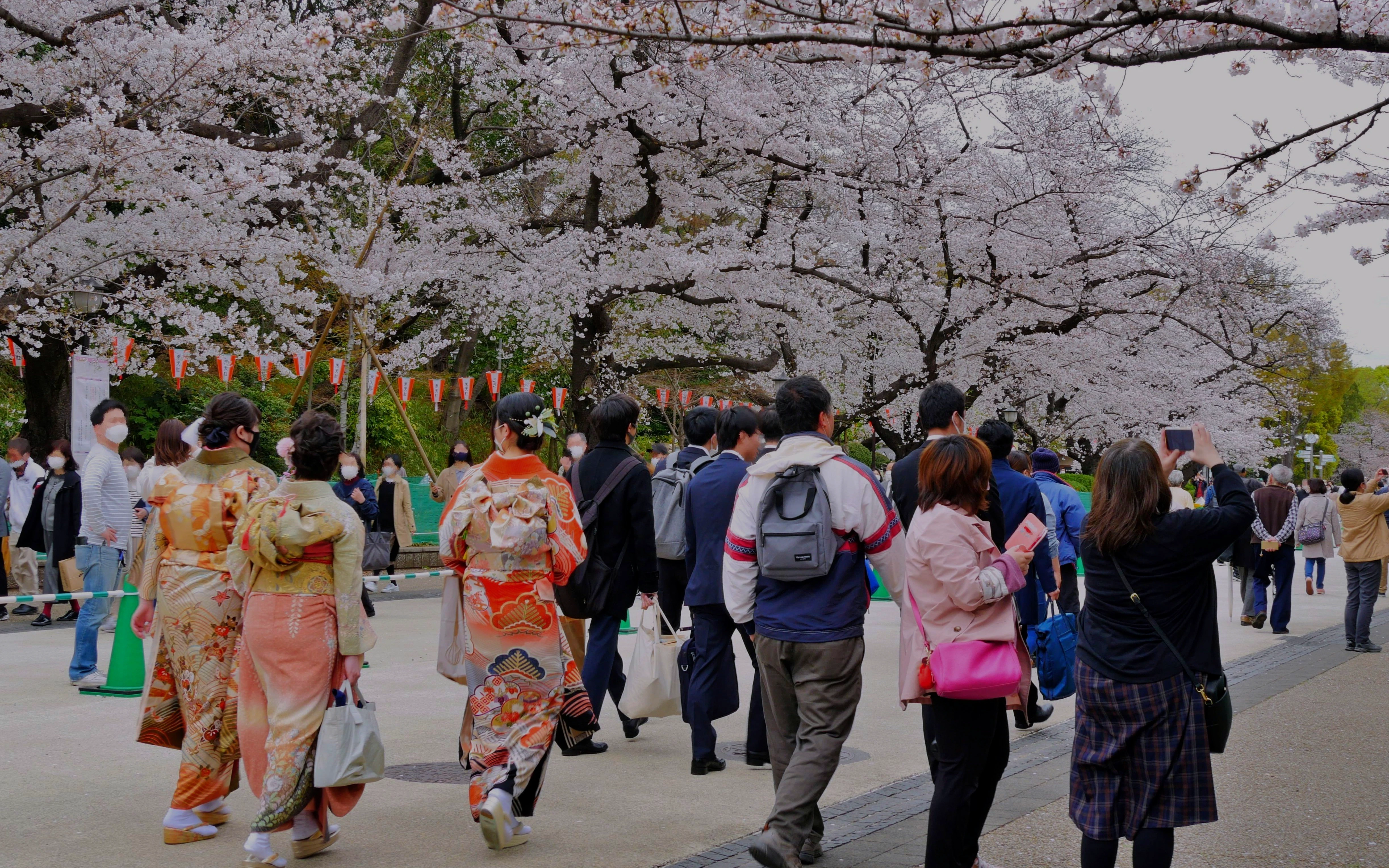 Crowd enjoying cherry blossoms at Ueno Park, Tokyo.