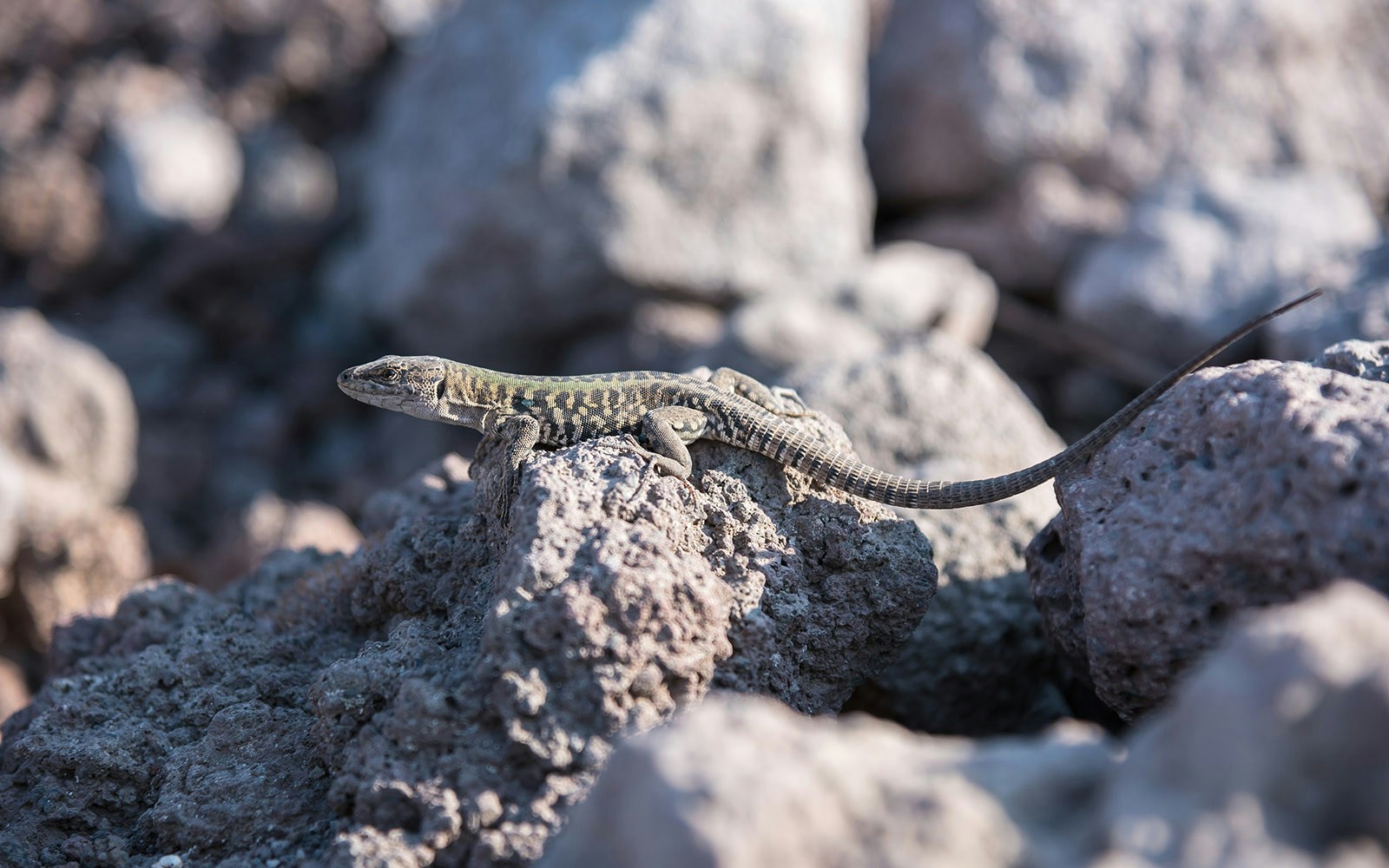 Mount Vesuvius wildlife with lush vegetation and diverse flora in the foreground, Italy.