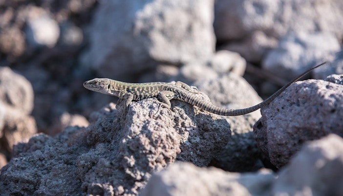 wildlife