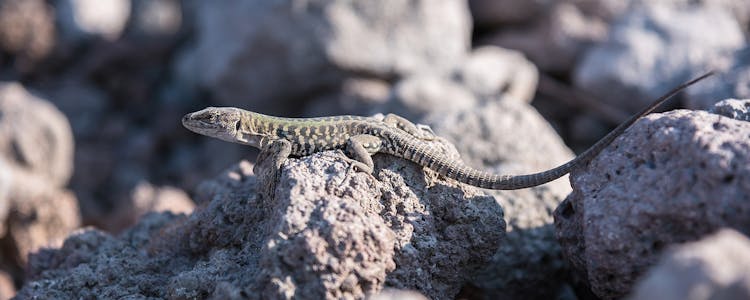 Mount Vesuvius- Wildlife