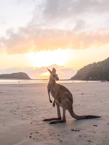 Kangaroo Island Tours