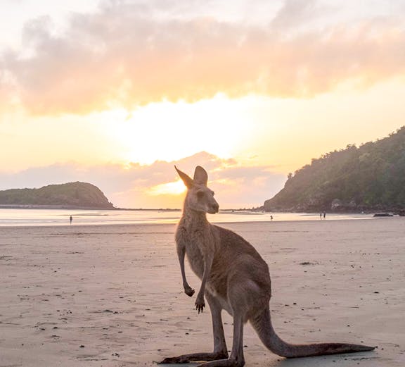 Kangaroo standing on a beach at dawn, Kangaroo Island.