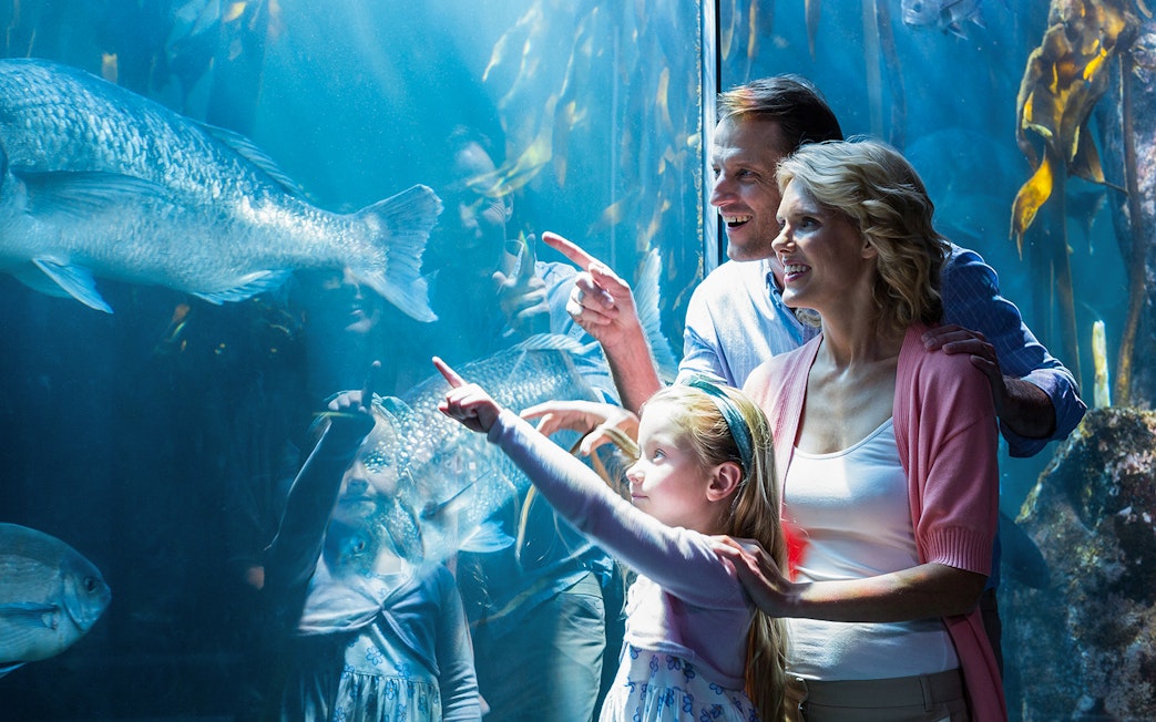 Family observing fish at Shedd Aquarium, Chicago.