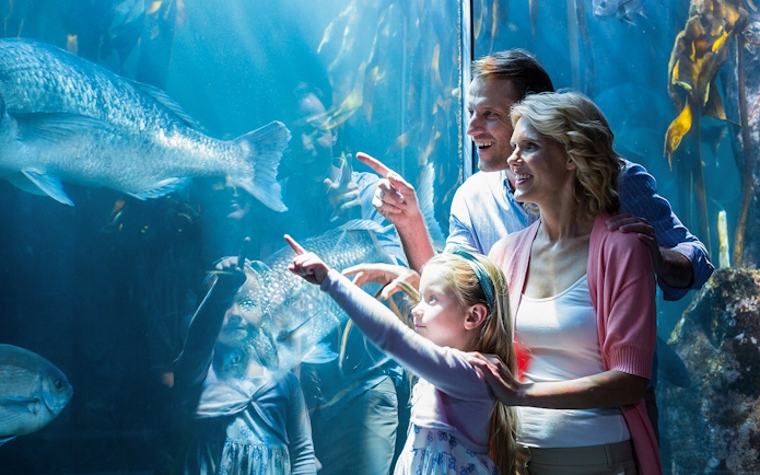 Family observing fish at Shedd Aquarium, Chicago.