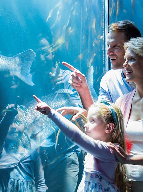 Family observing fish at Shedd Aquarium, Chicago.