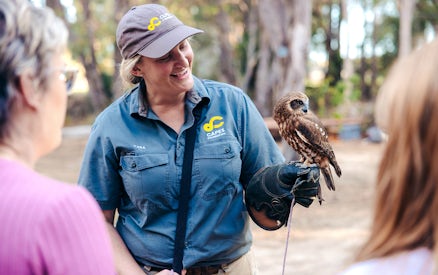 Capes Raptor Centre guide holding an owl during an educational tour.