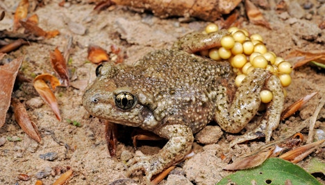 Mallorca Midwife Toad