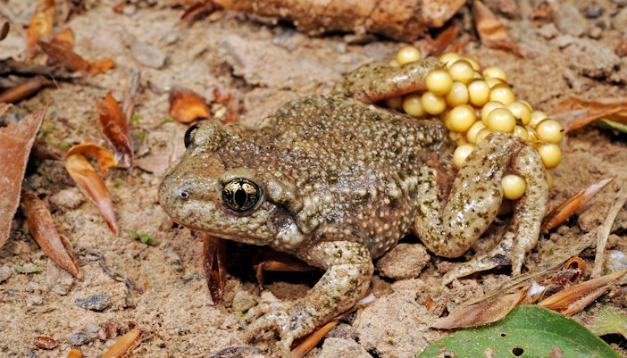 Mallorca Midwife Toad