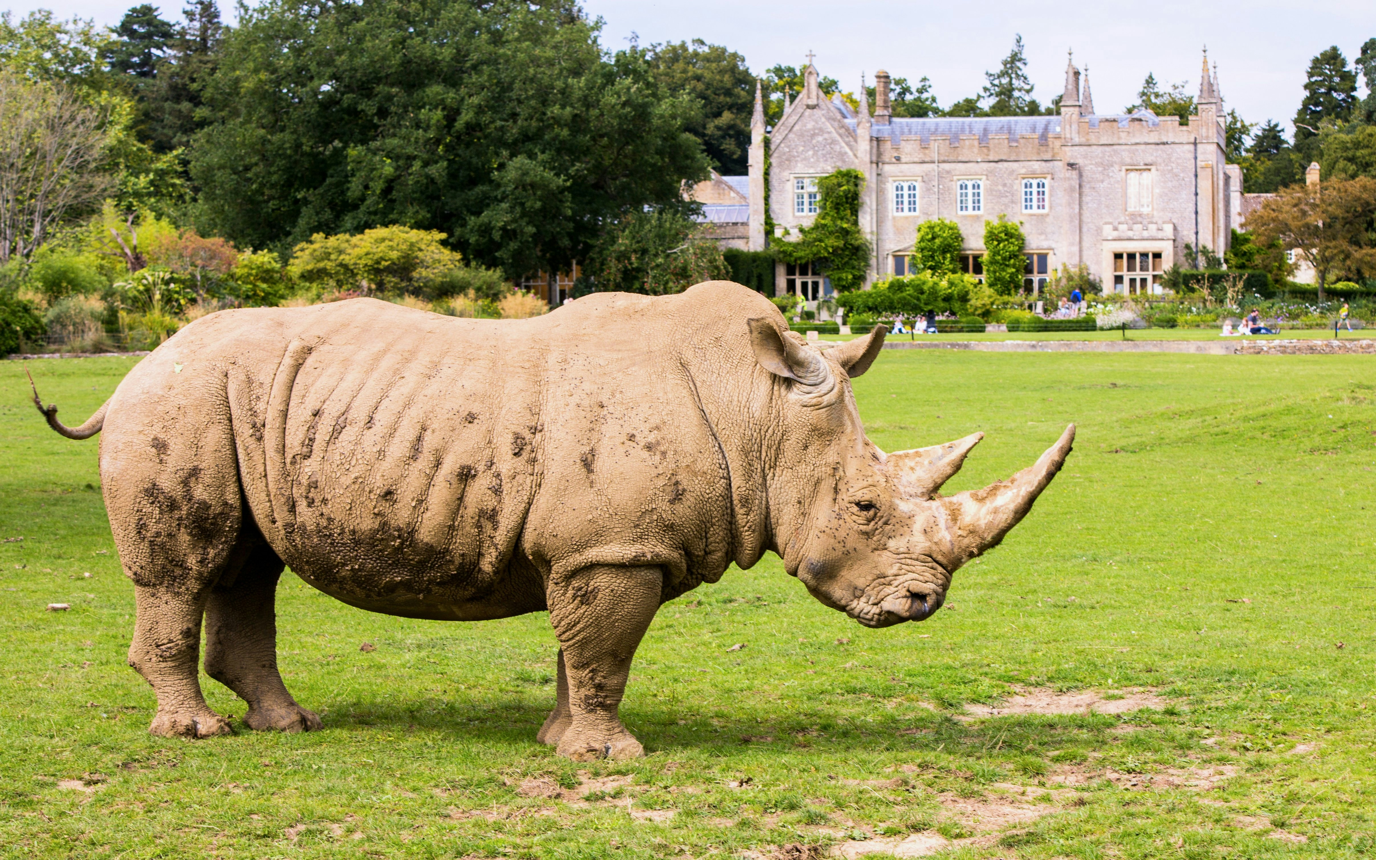 Rhino grazing at Cotswold Wildlife Park with manor house in background, Burford, UK.