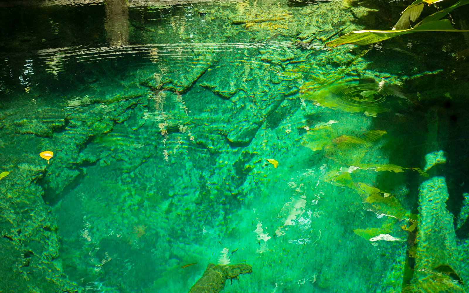 Clear turquoise waters of Bua Tong Spring, Mae Taeng District, Chiang Mai, Thailand.