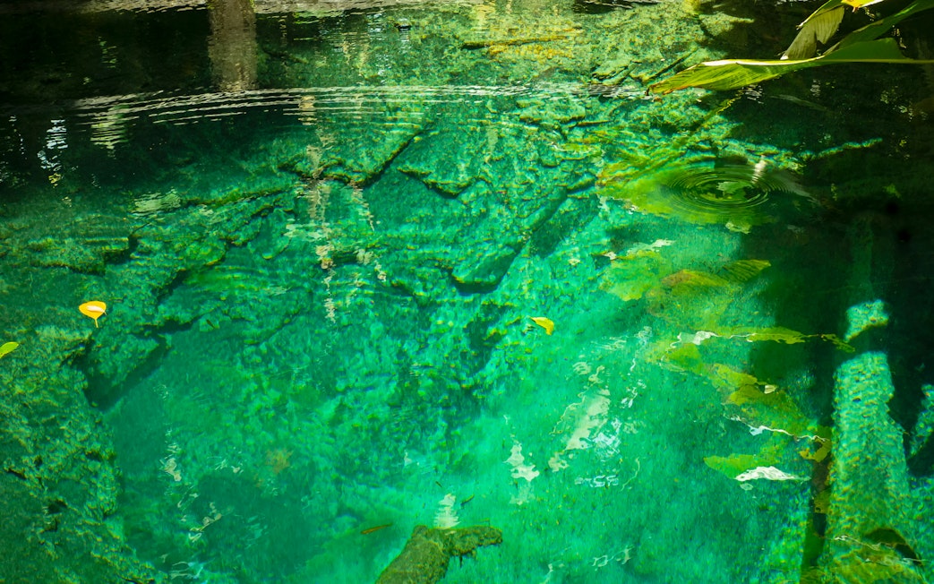Clear turquoise waters of Bua Tong Spring, Mae Taeng District, Chiang Mai, Thailand.