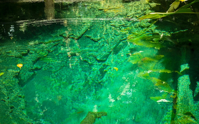 Clear turquoise waters of Bua Tong Spring, Mae Taeng District, Chiang Mai, Thailand.