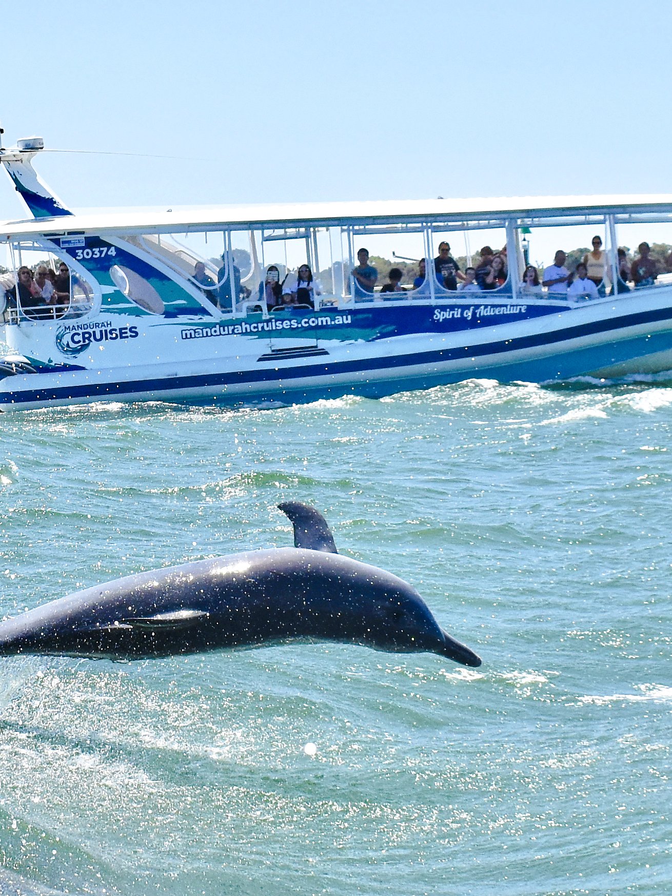 Dolphin jumping near a tour boat with visitors watching in Mandurah, Australia.