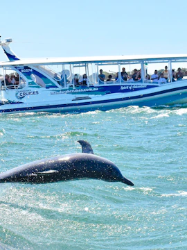 Dolphin jumping near a tour boat with visitors watching in Mandurah, Australia.