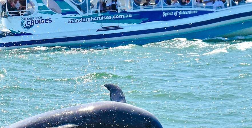 Crociere con i delfini a Mandurah