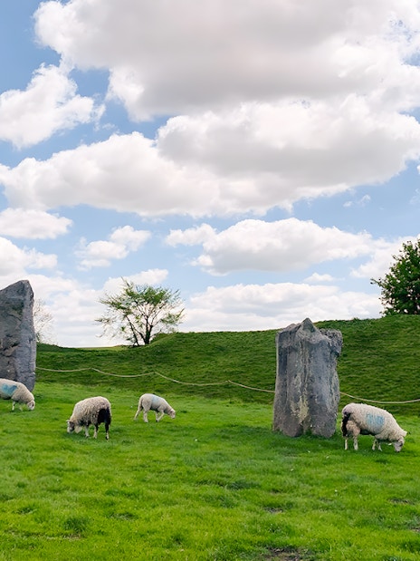 Sheep grazing among standing stones at Avebury on a sunny day.
