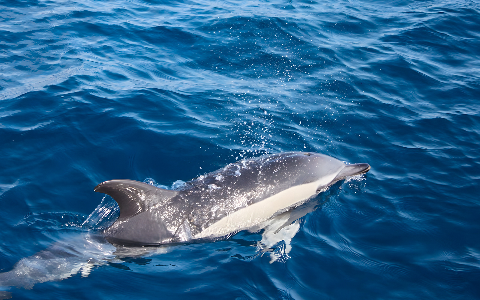 Dolphin swimming in ocean during Sunset Speedboat Dolphin Cruise.
