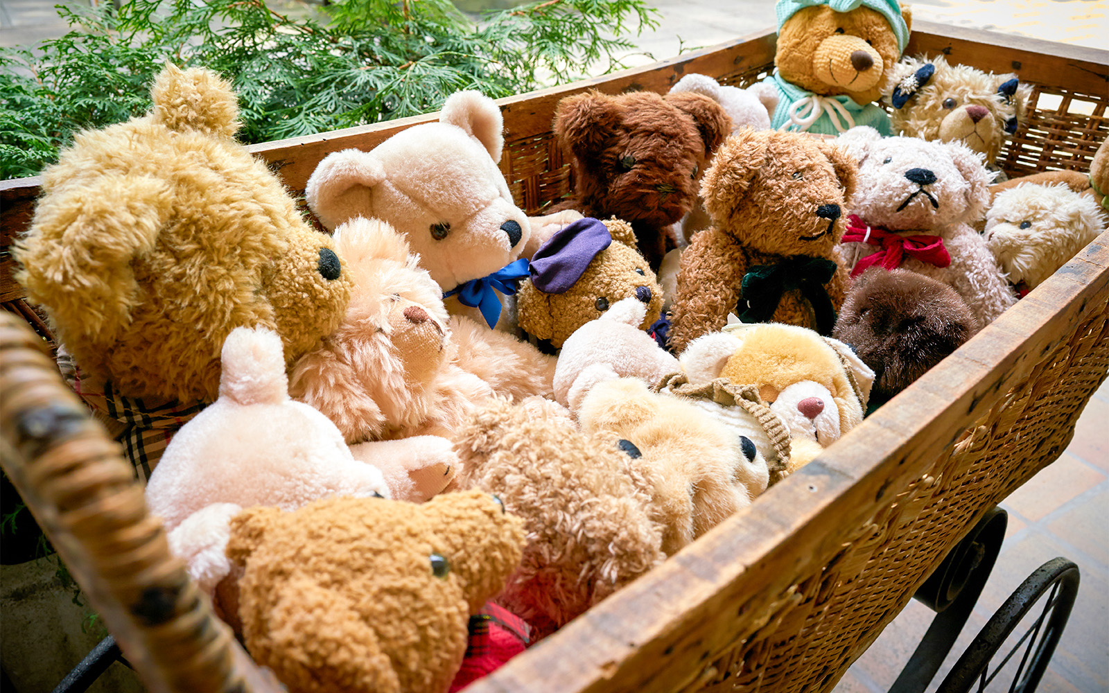 San Diego Zoo Safari Park