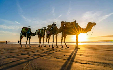 Camels on Tangier Beach during sunset ride.