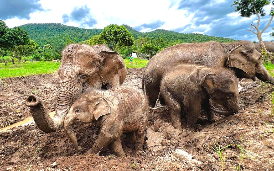 Elephants playing in mud at Chiang Mai Elephant Sanctuary, Thailand.