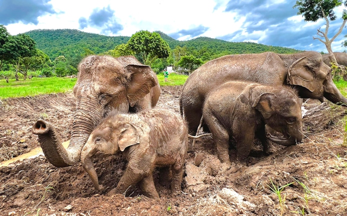 Elephants playing in mud at Chiang Mai Elephant Sanctuary, Thailand.